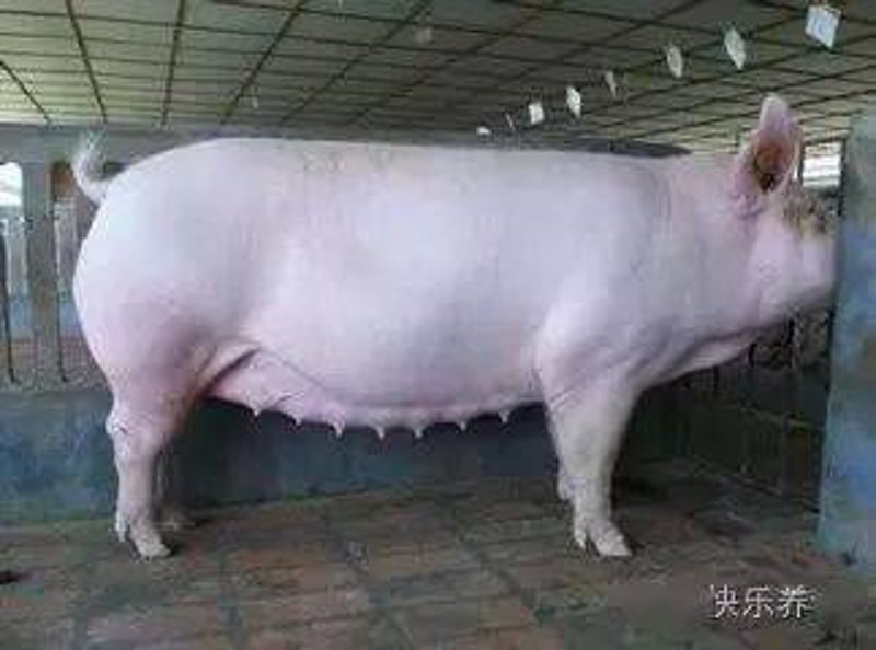 徐州仔猪批发：市场动态与趋势