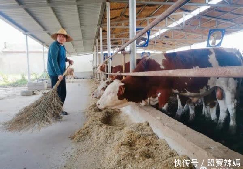 睢宁县生猪养殖业探析:未来可期的农业明珠