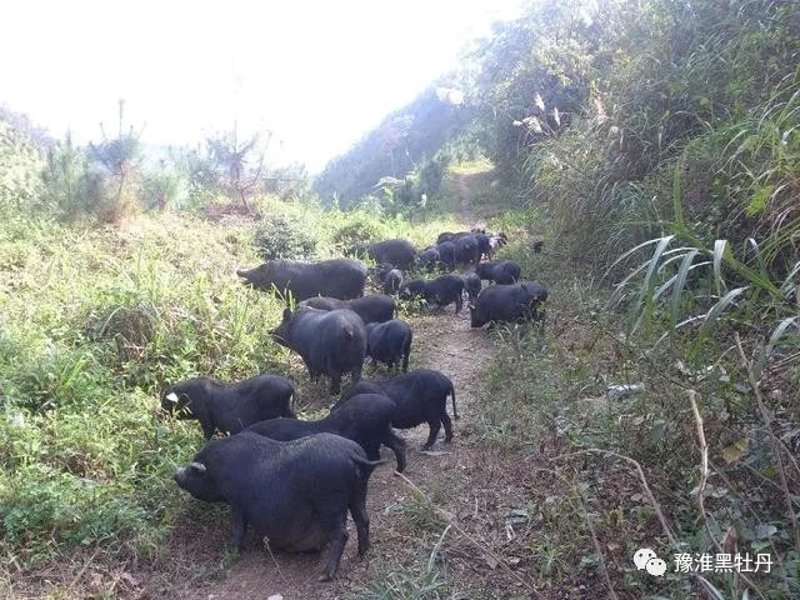 庆安镇养殖场:乡村经济的新引擎