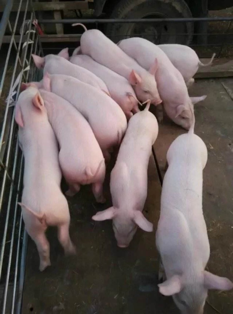 徐州仔猪批发
