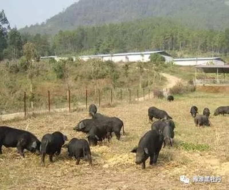 生态猪养殖
