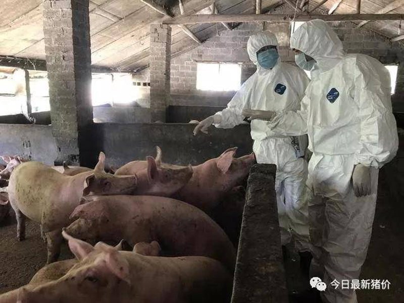 庆安镇养殖场的绿色转型之路